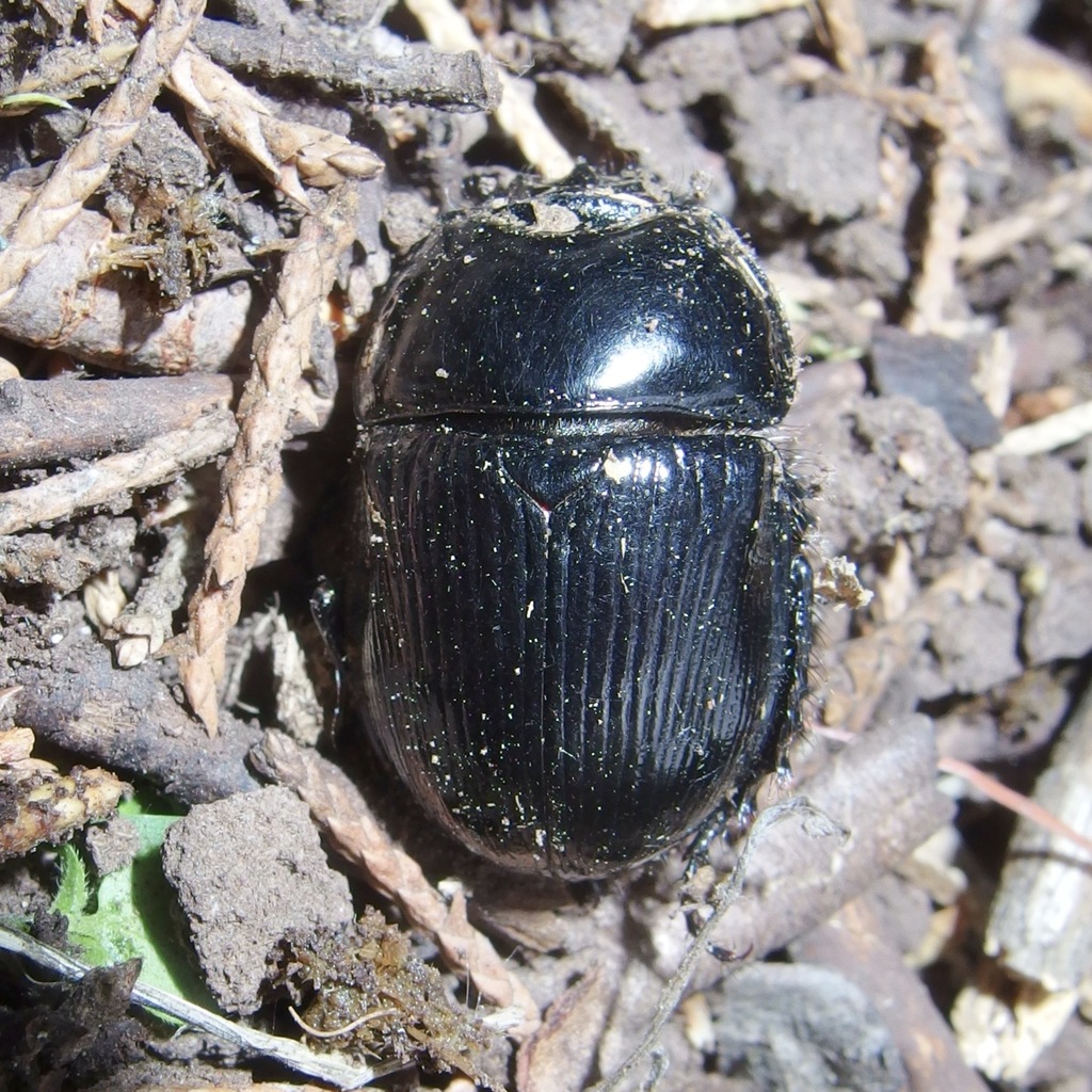 Megatrupes cavicollis