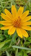 Sphagneticola trilobata