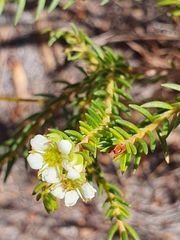 Diosma oppositifolia