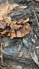 Omphalotus olivascens