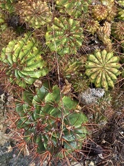 Melocactus intortus