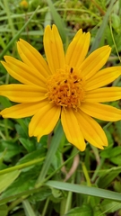 Sphagneticola trilobata