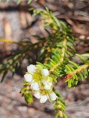 Diosma oppositifolia
