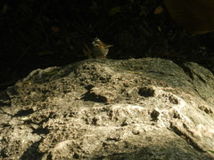 Zonotrichia capensis