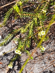 Diosma oppositifolia