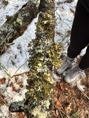 Platismatia tuckermanii