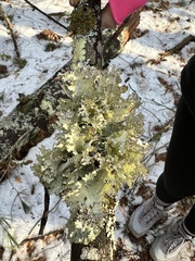 Platismatia tuckermanii