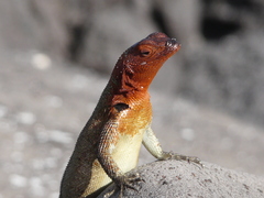 Microlophus delanonis