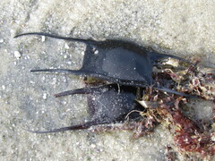 Leucoraja erinaceus