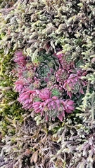 Sempervivum globiferum