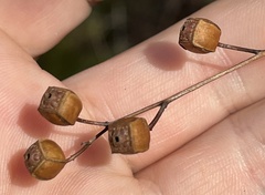 Ludwigia alternifolia