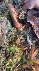 Cladonia peziziformis