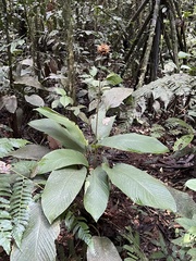 Goeppertia altissima