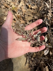 Brickellia cylindracea