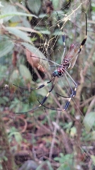 Trichonephila clavipes