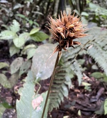 Goeppertia altissima
