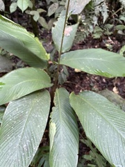 Goeppertia altissima