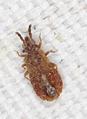 Aradus cinnamomeus