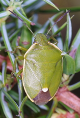 Chlorochroa juniperina