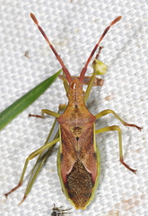 Gonocerus juniperi