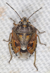 Holcogaster fibulata