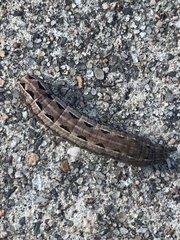 Spodoptera latifascia