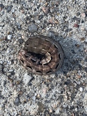 Spodoptera latifascia