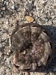 Spodoptera latifascia