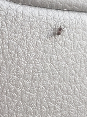 Steatoda triangulosa