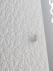 Steatoda triangulosa