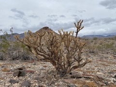 Cylindropuntia acanthocarpa acanthocarpa