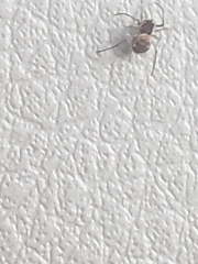 Steatoda triangulosa