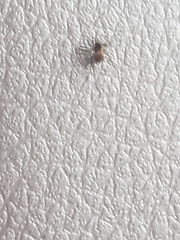 Steatoda triangulosa