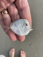 Selene setapinnis