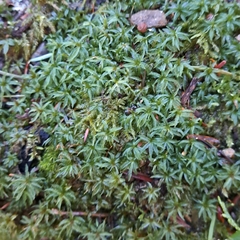 Atrichum selwynii