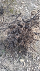 Cylindropuntia acanthocarpa acanthocarpa