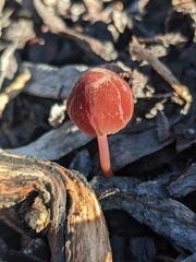 Marasmius plicatulus