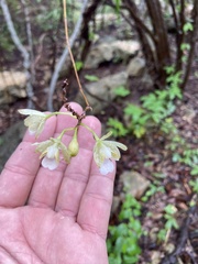 Psychilis krugii