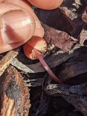 Marasmius plicatulus