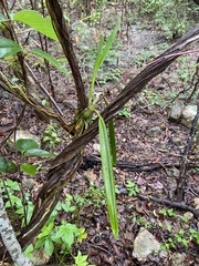 Psychilis krugii