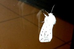 Spilosoma lubricipeda
