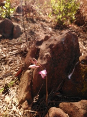 Eulophia hians hians