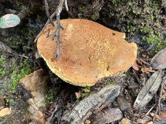 Aureoboletus