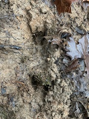 Odocoileus virginianus