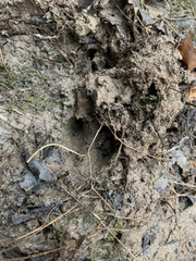 Odocoileus virginianus