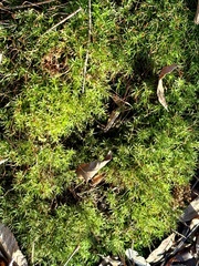 Asparagus aethiopicus