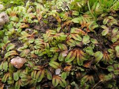 Riccia gougetiana