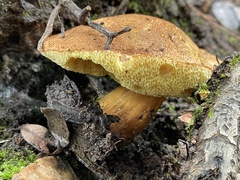 Aureoboletus