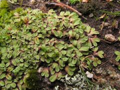 Riccia gougetiana