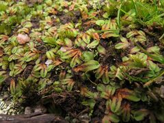 Riccia gougetiana